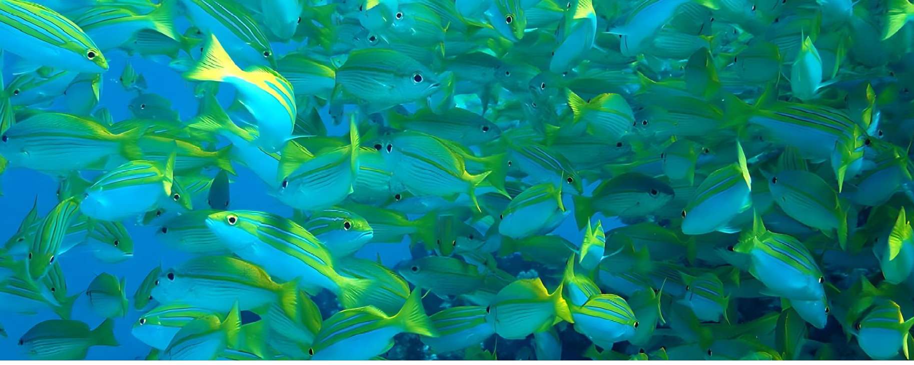 Dive Seychelles Underwater Centre